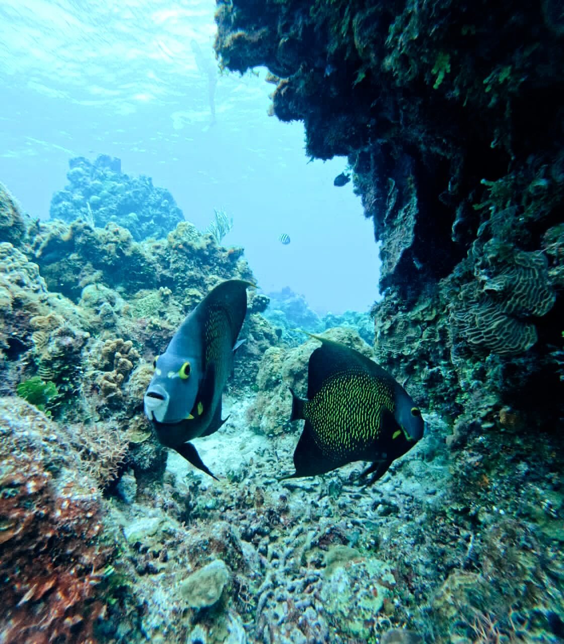 Arrecife y peces tropicales