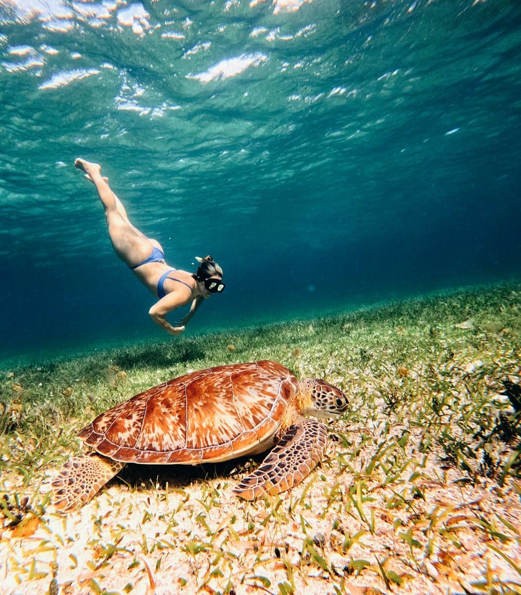 Snorkel con tortuga marina